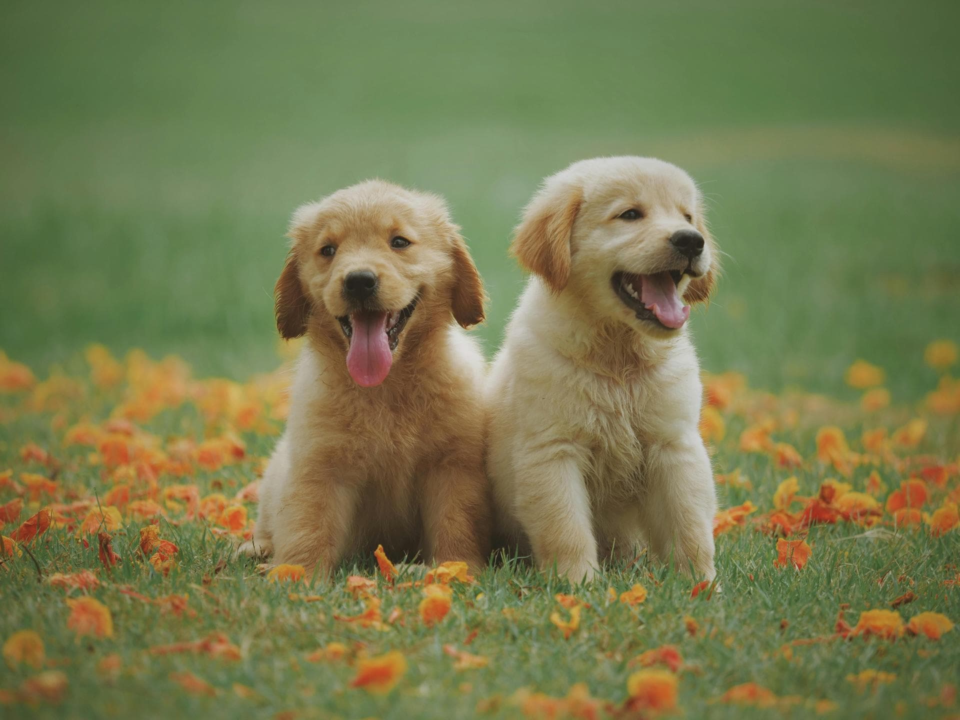 Best Vets in Basildon